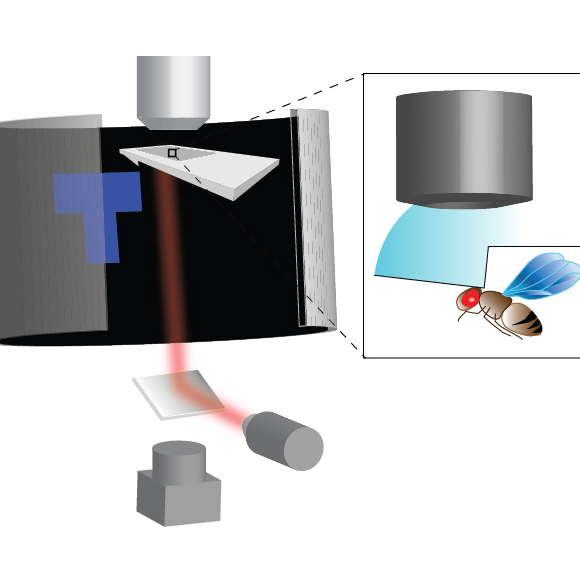 Flies Possess More Sophisticated Cognitive Abilities than Previously Known