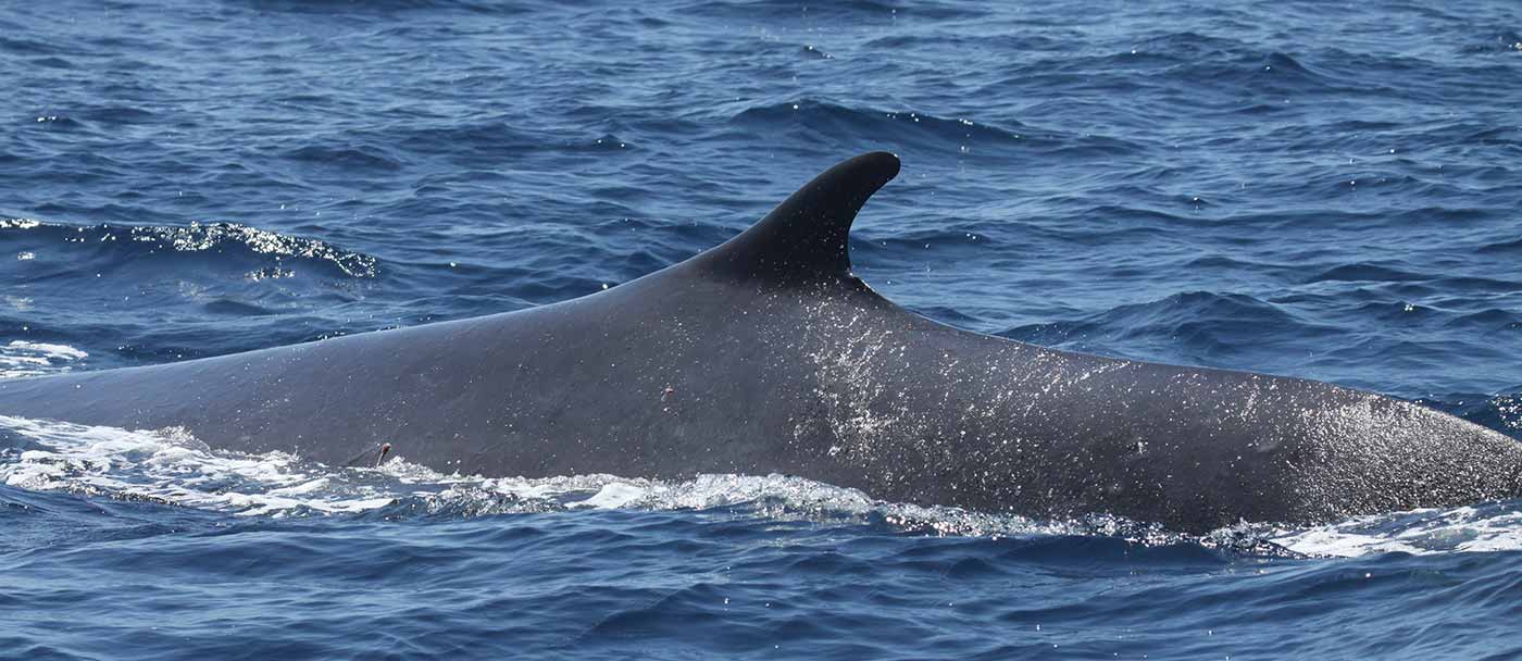 Image: A fin whale off Southern California.