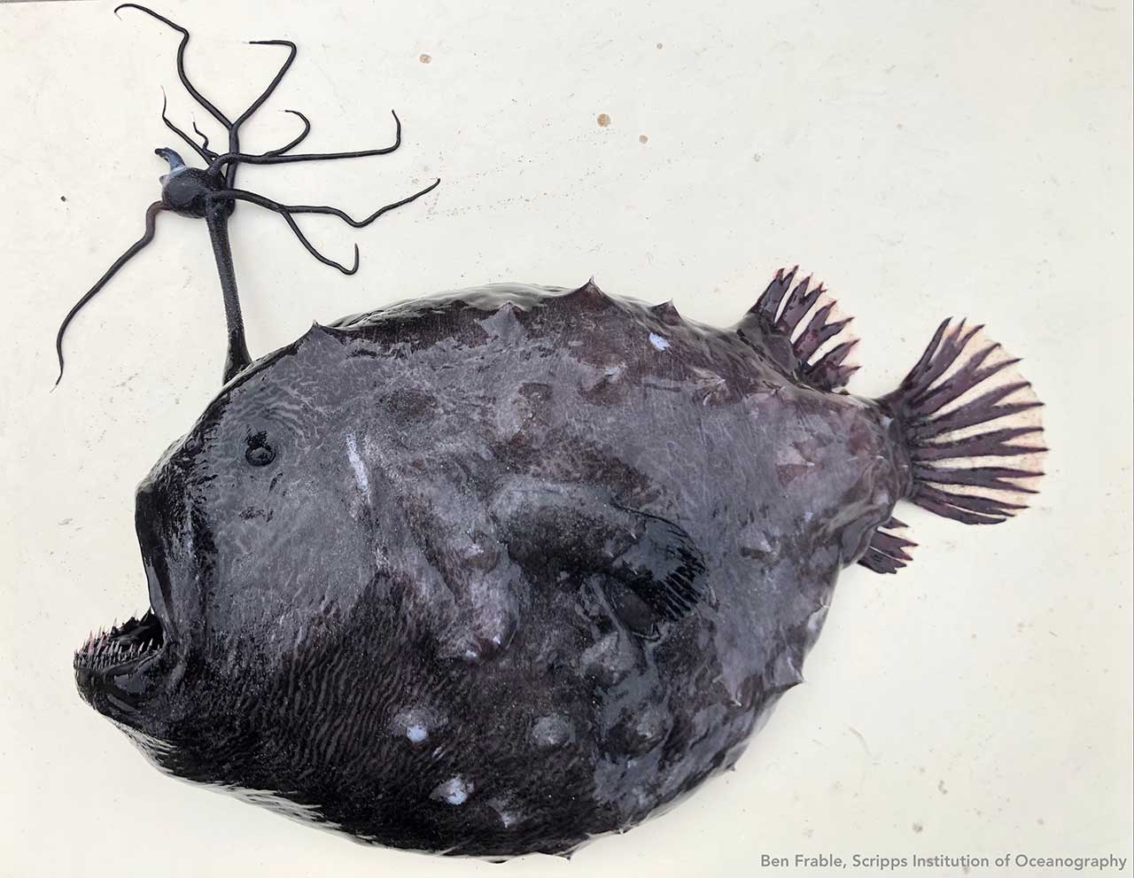A Pacific Footballfish Touches Down at Birch Aquarium