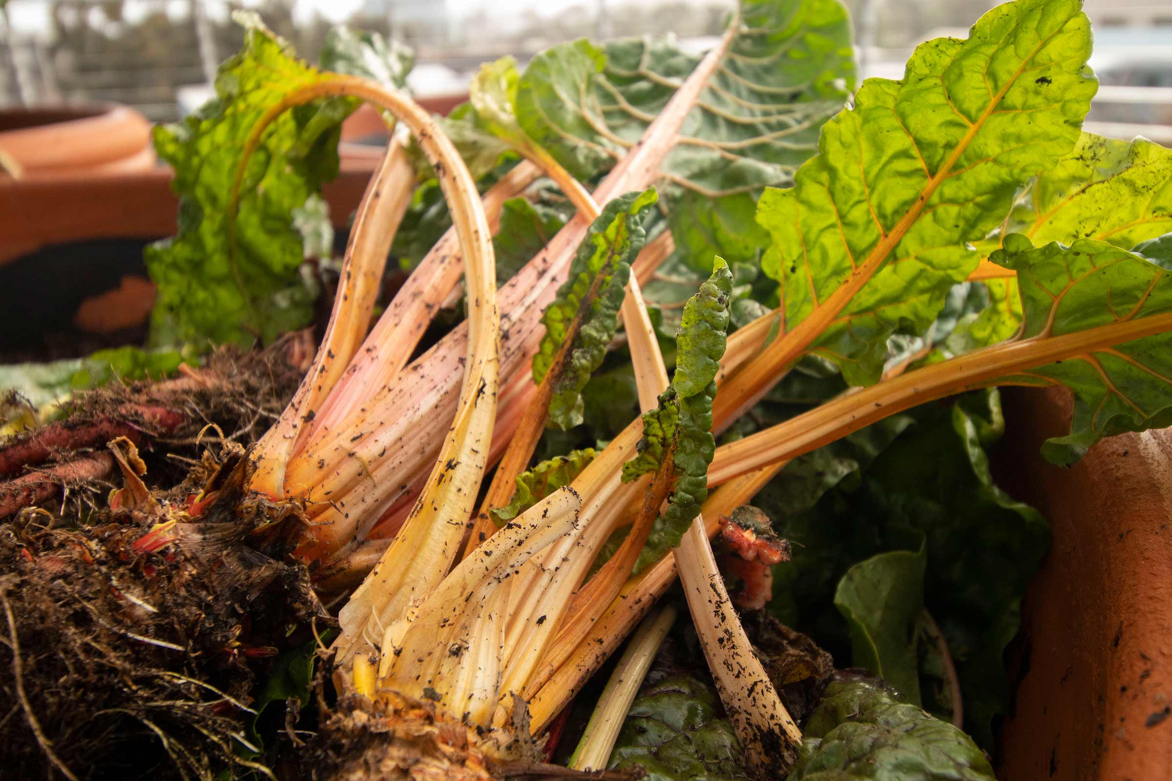 Image of a chard