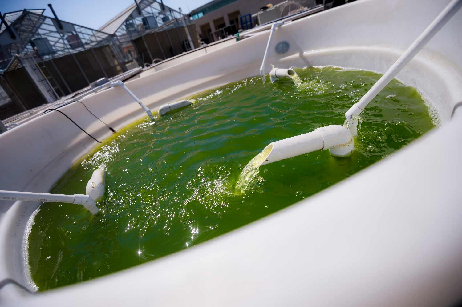 Genetically engineered algae UC San Diego