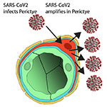 3D “Assembloid” Shows How SARS-CoV-2 Infects Brain Cells