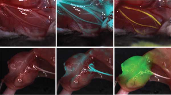 series of mouse nerve images