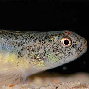 Endangered Fish Find Temporary Refuge from El Niño at Birch Aquarium at Scripps