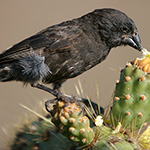 Scripps Lecture Explores Evolutionary Discoveries behind Darwin’s Finches