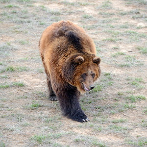 Measuring the Impact of a Changing Climate on Threatened Yellowstone Grizzly Bears