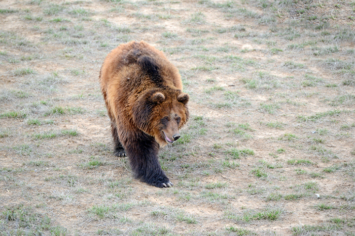 Grizzly Bear iStock Photo robertcicchetti