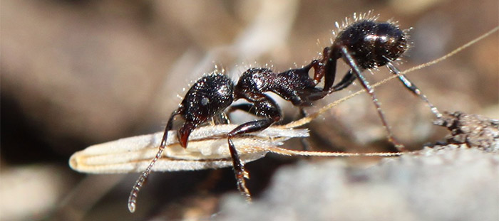 Image: Harvester ant with seed.