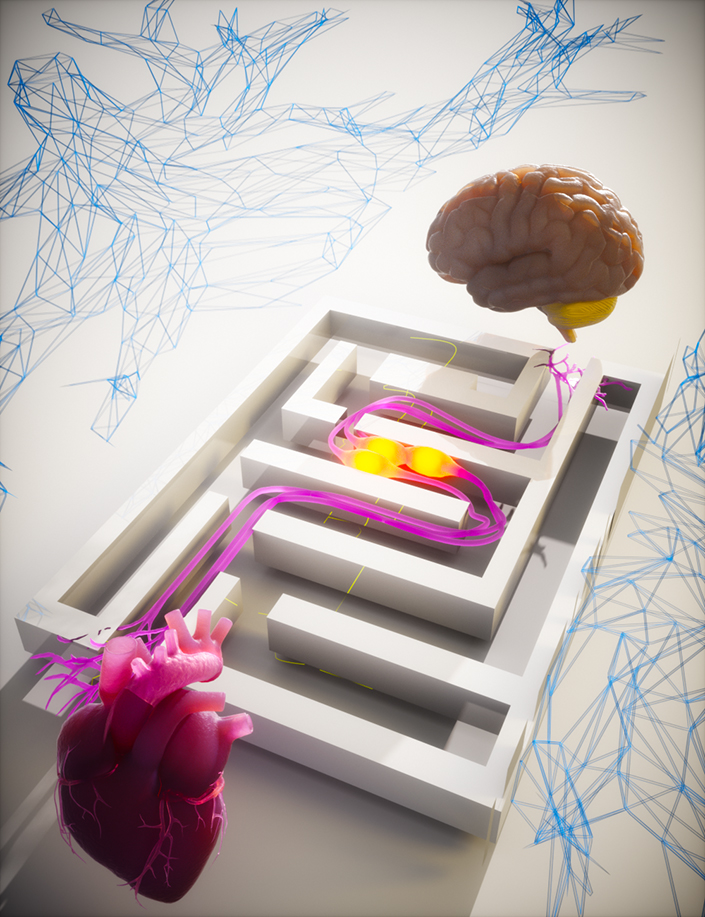 Heart and brain connection illustration