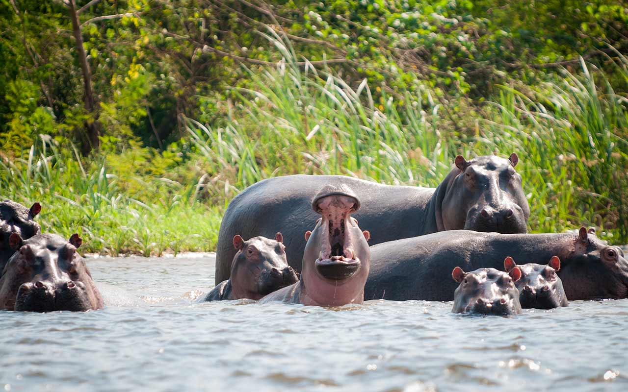 A Drug Lord and the World’s Largest Invasive Animal