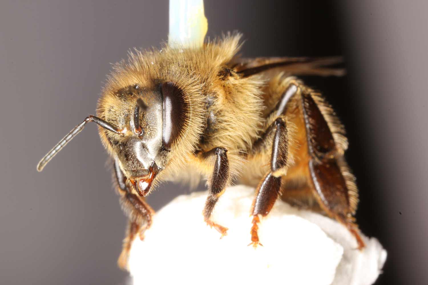 Honey Bee UC San Diego Research