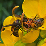 Luring Hornets: Scientists Unlock Sex Pheromone of Notorious Honey Bee Predator