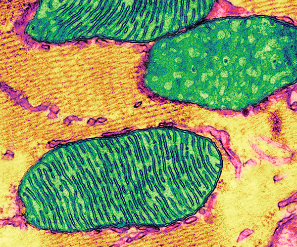 A colorized transmission electron micrograph depicts cellular mitochondria with its characteristic internal folds called cristae.
