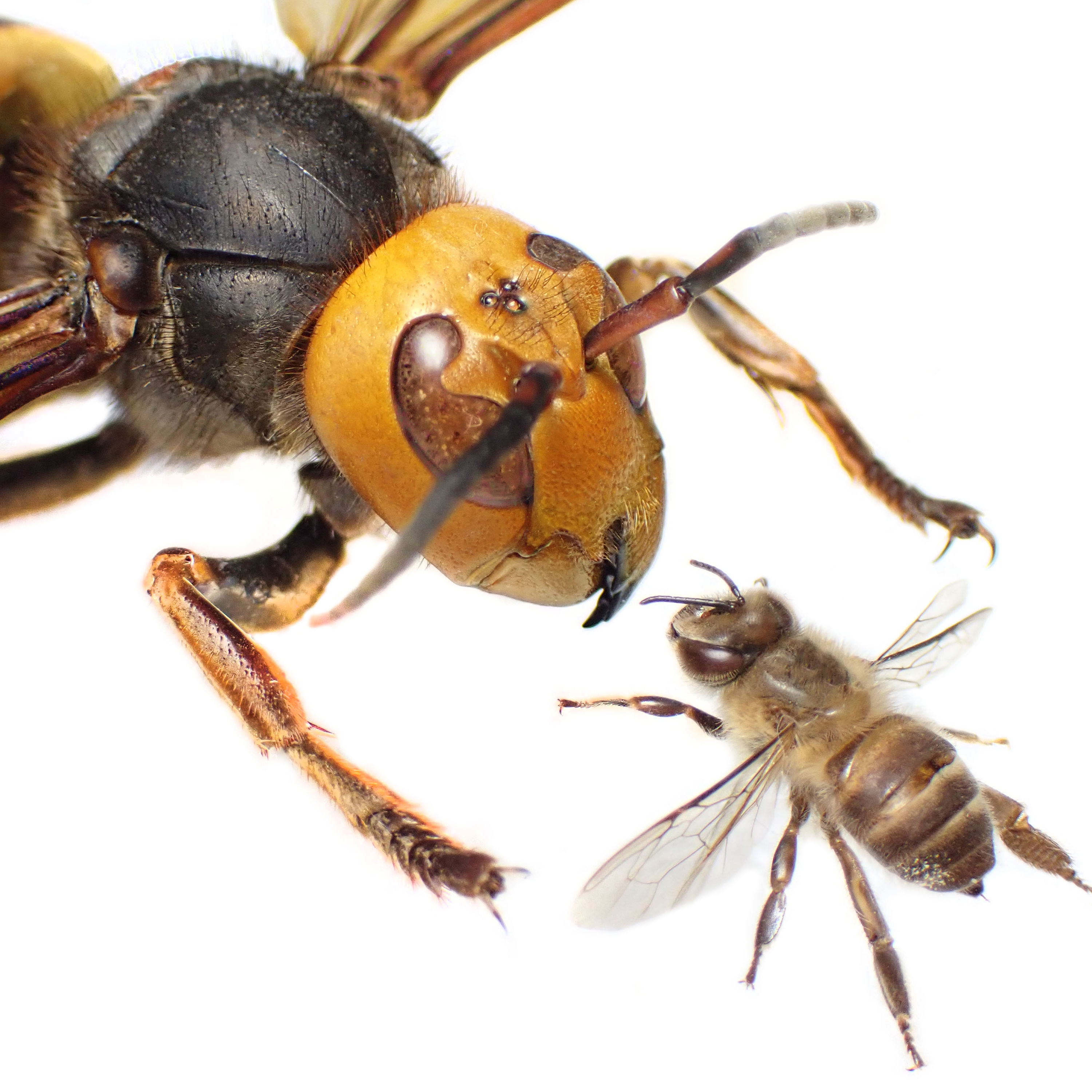 Researchers ID Sex Pheromone of Invasive Giant Hornet