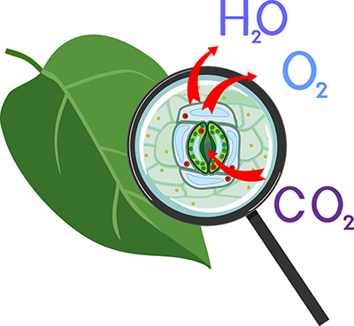 Senzorii pentru CO2 din plante pot regla eficiența utilizării apei