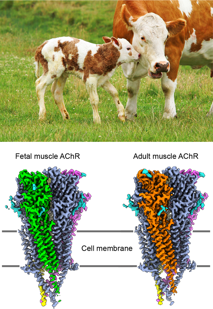 Cows in field and muscle receptor structure graphic.