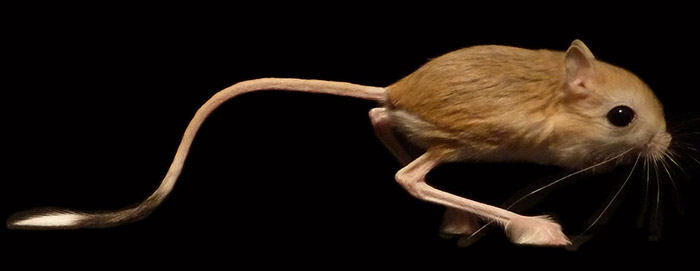 Image: jerboa