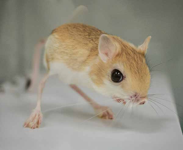 Image: jerboa