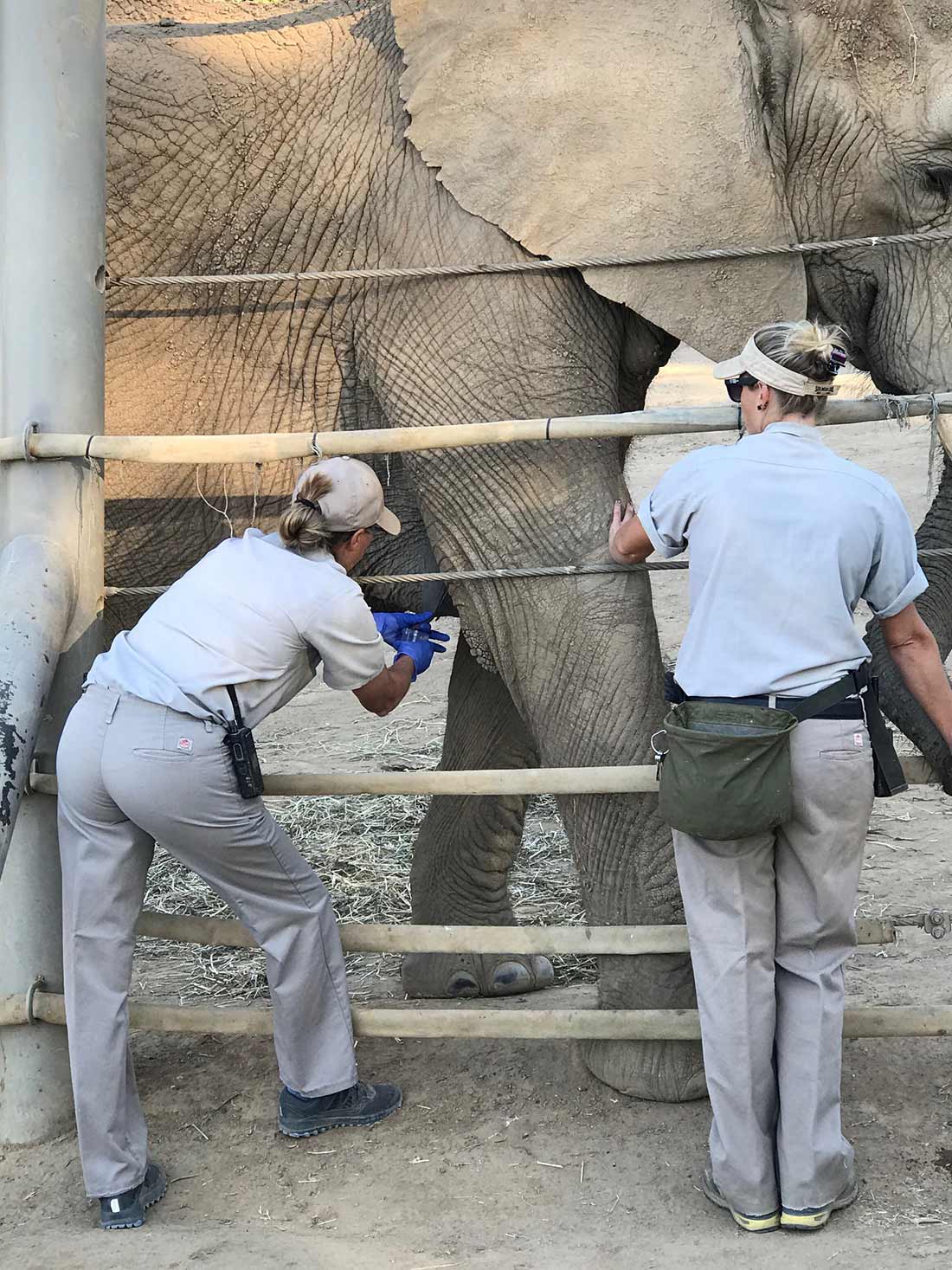 Baby Elephant Too Short to Drink From Mom Given Stool: 'Precious