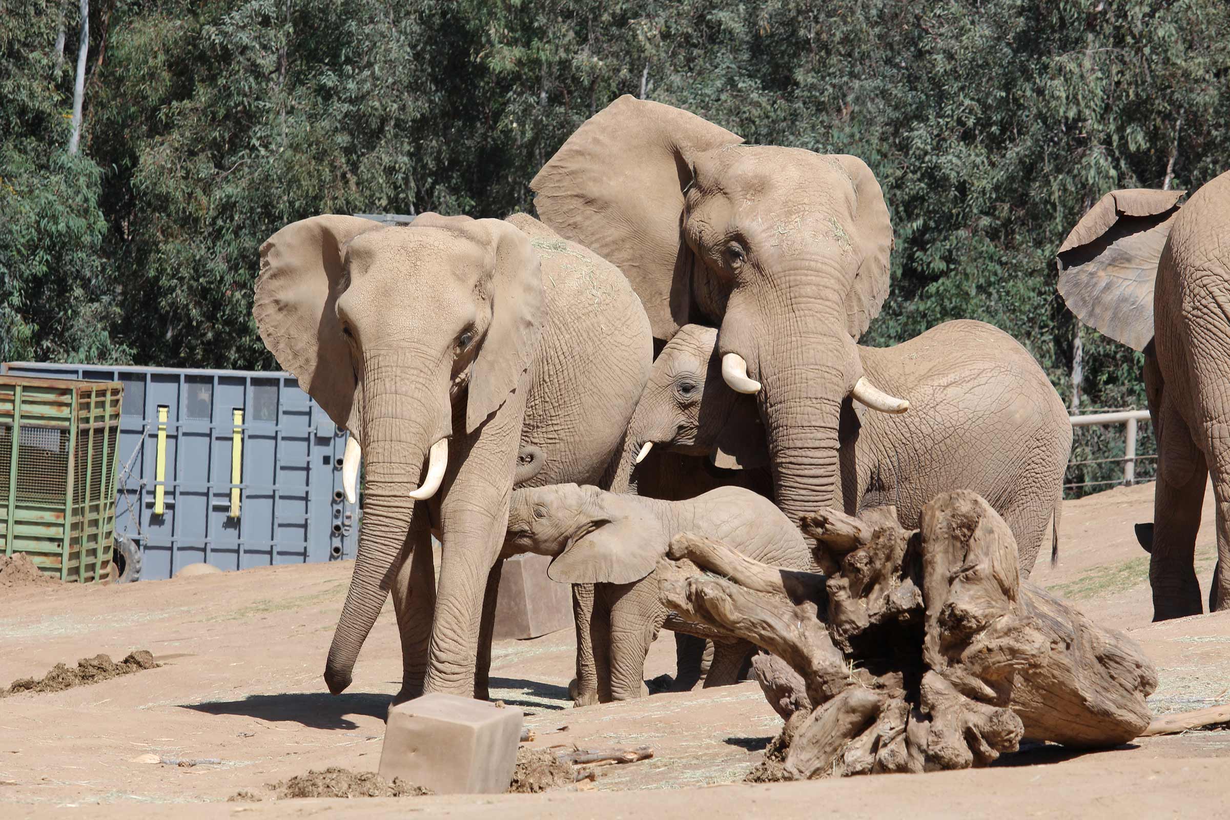 Baby Elephant Too Short to Drink From Mom Given Stool: 'Precious