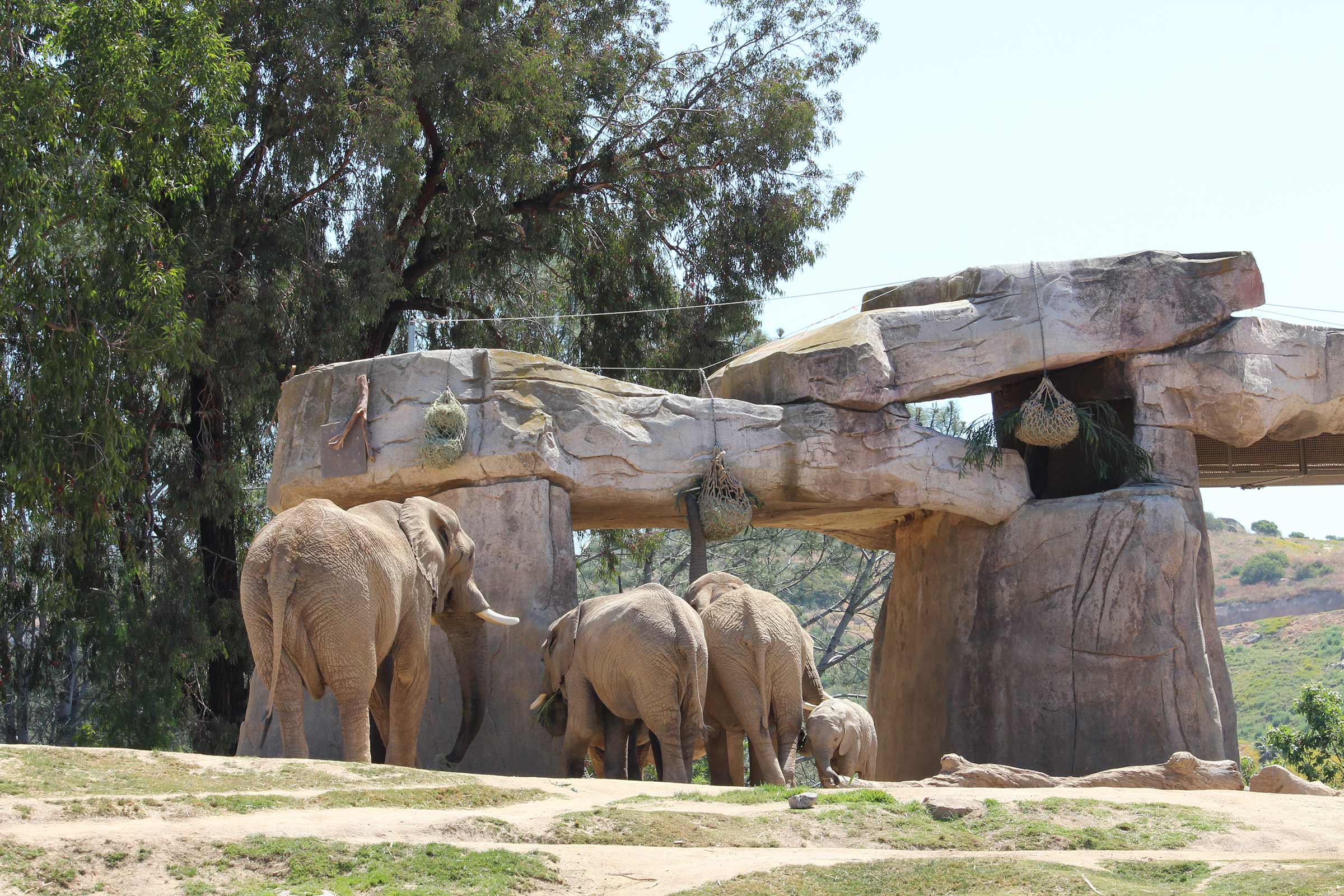 Baby Elephant Too Short to Drink From Mom Given Stool: 'Precious