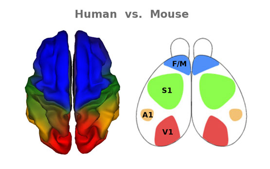 Of Mice and Men, a Common Cortical Connection