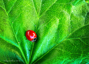 Ladybug by Kim Signoret-Paar