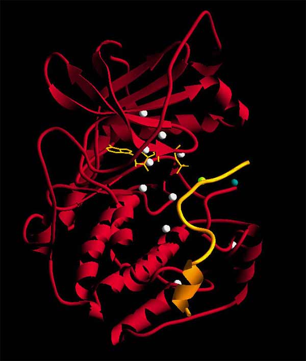Crystal structure of Protein Kinase A.