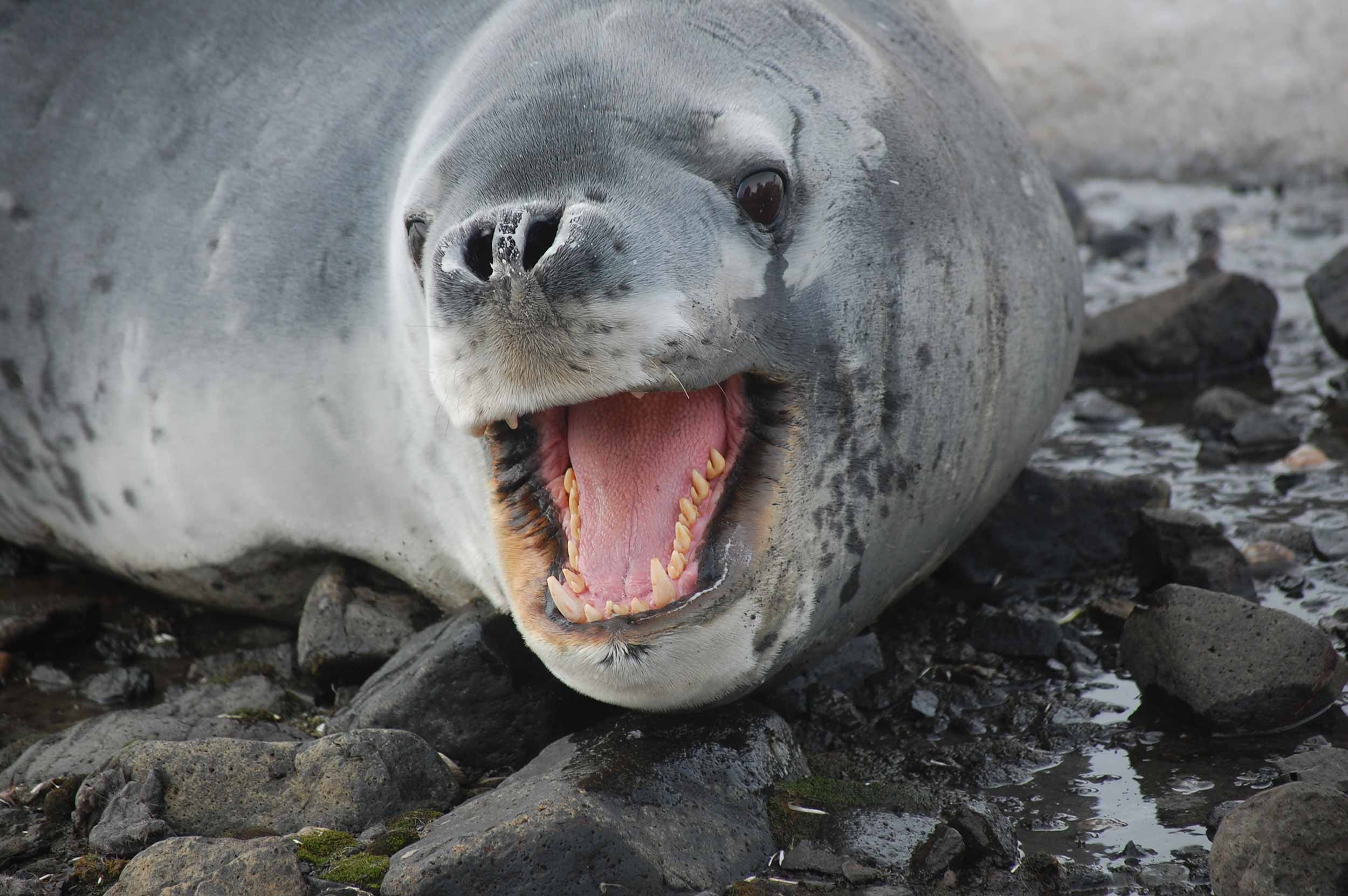 leopard seals