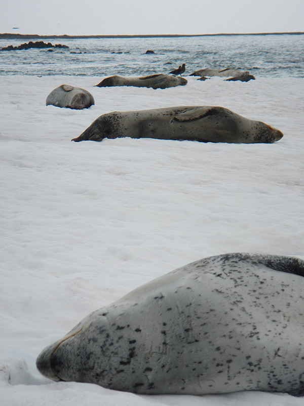 Image: leopard seals on the beach