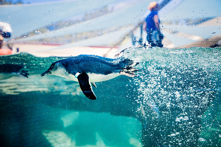 Magic, Charmer in Birch Aquarium's Little Blue Penguin Exhibit