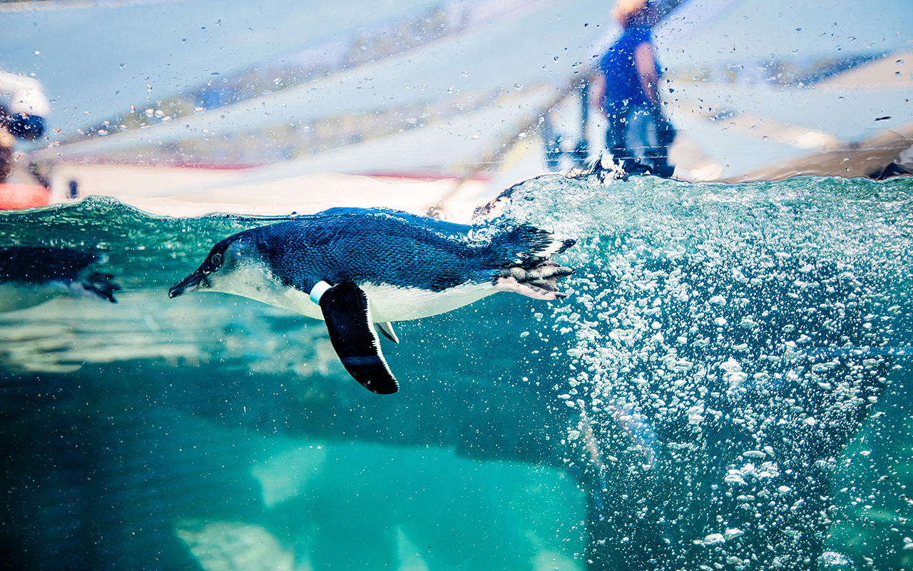 Penguin (Ice Blue)