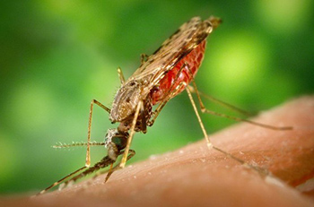Green ‘Pond Scum’ Holds Hope for Producing Edible Vaccine Against Malaria