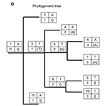 New Phylogenetic Tool Can Handle the SARS-COV-2 Data Load