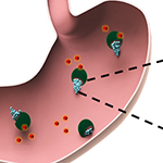 Drug-delivering Micromotors Treat Their First Bacterial Infection in the Stomach