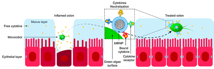 Microrobot-packed Pill Shows Promise for Treating Inflammatory Bowel ...