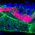 Single-Celled Fungi Multiply, Alien-Like, by Fusing Cells in Host