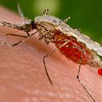 Medtech Meets Cleantech: Malaria Vaccine Candidate Produced from Algae