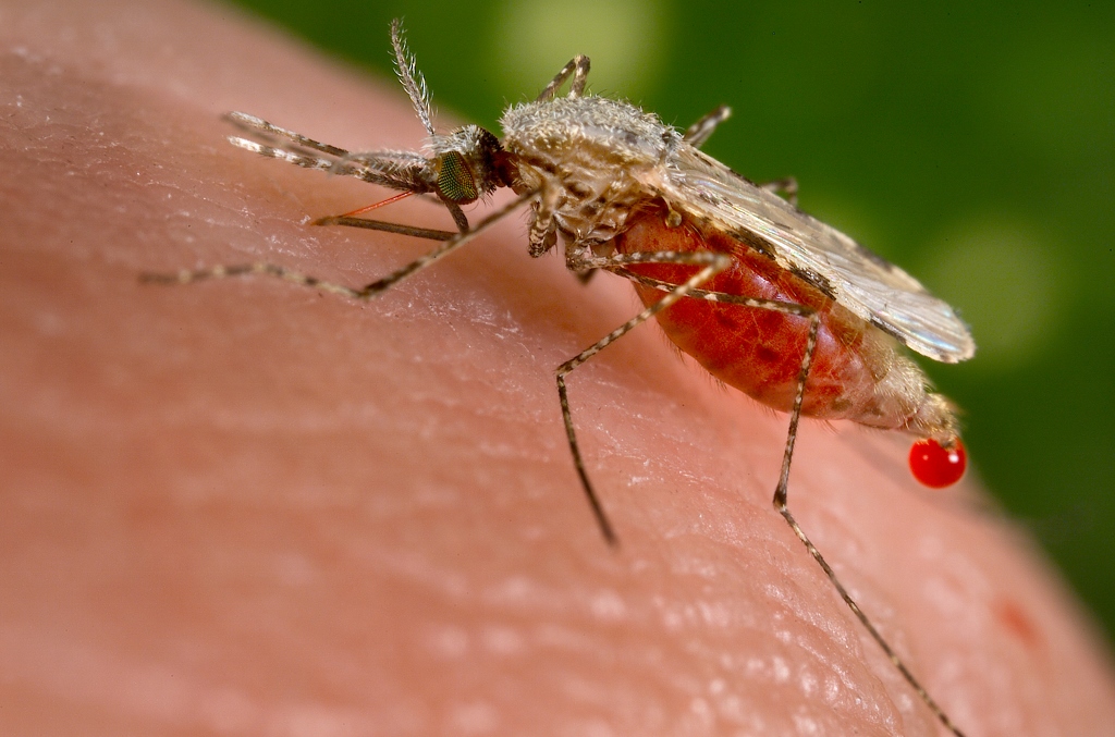 Biologists Create Malaria-Blocking Mosquitoes