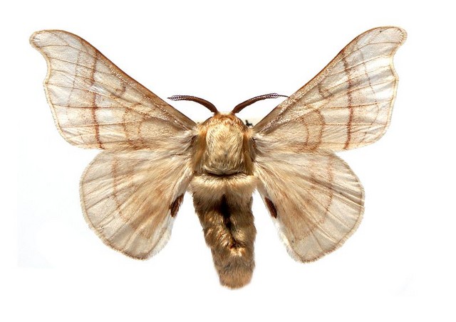 Physicists Solve Longstanding Puzzle of How Moths Find Distant Mates