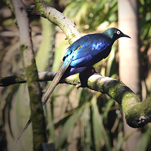 New Nano Materials Inspired by Bird Feathers Play with Light to Create Color