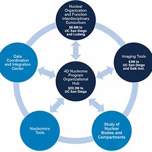 NIH Establishes 4D Nucleome Research Centers and Organizational Hub at UC San Diego