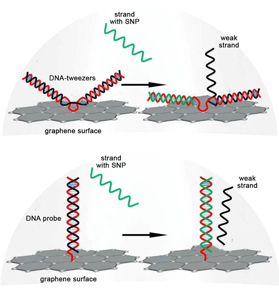 DNA strand displacement