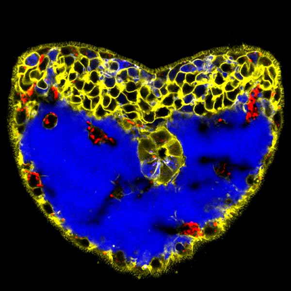 Researchers Find an Unexpected Protein Function in Sea Urchin Embryo Development