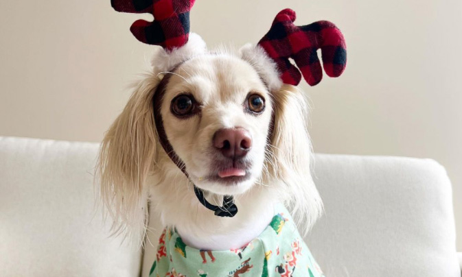 Dog with reindeer antler accessory.