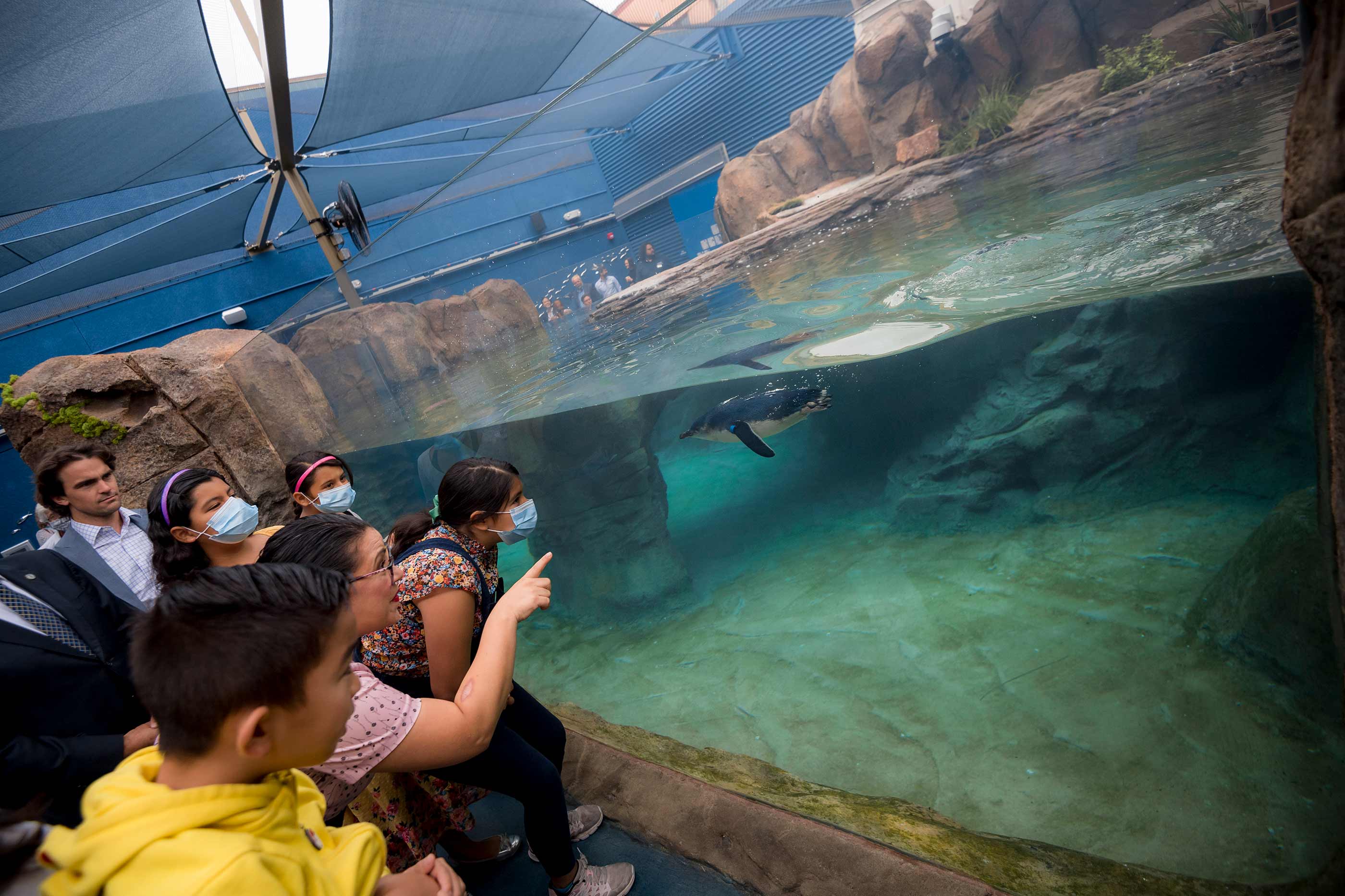 Guests watch as a penguin swims in their habitat on the opening day of the exhibit.