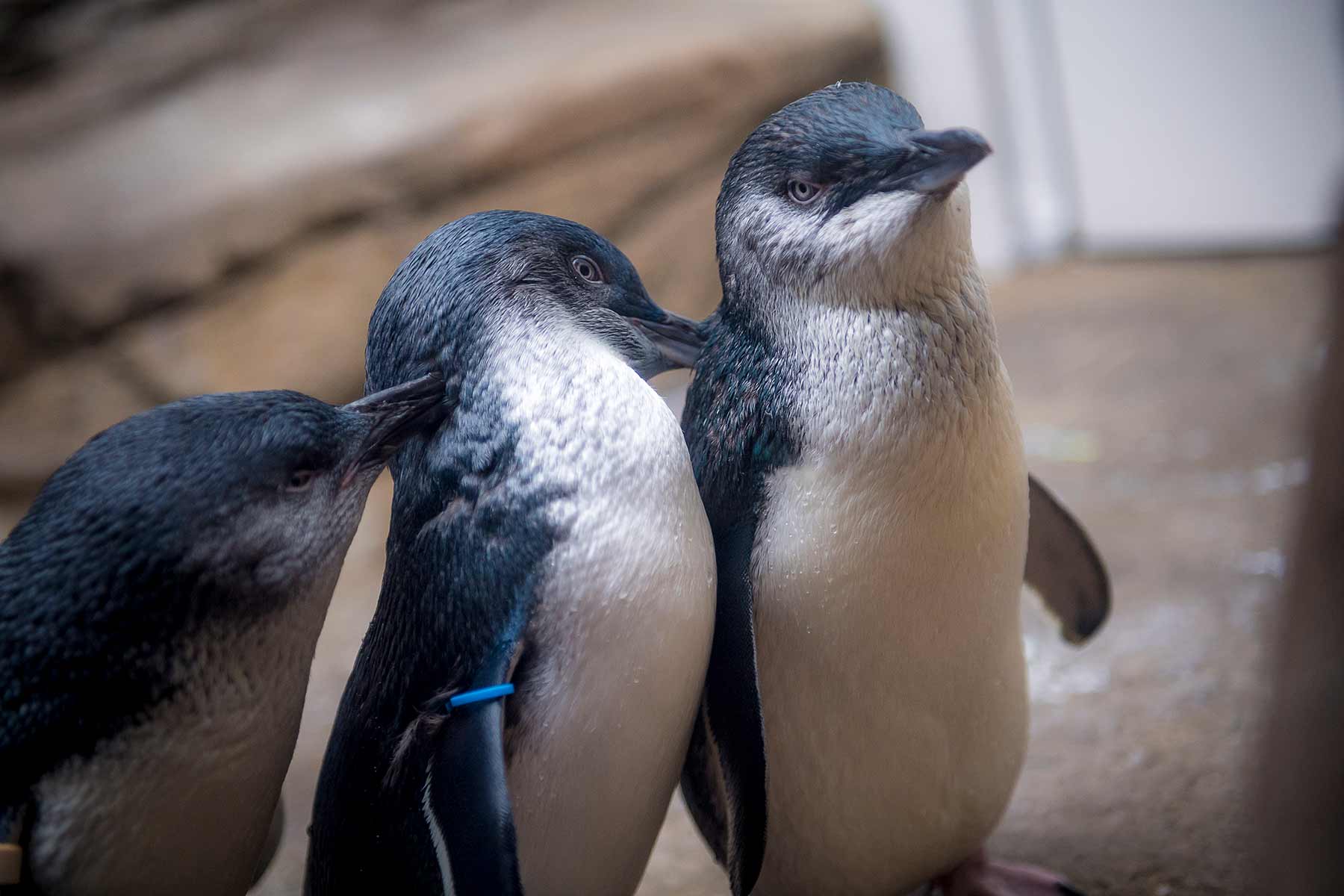 A group of penguins participate in a type of grooming called preening.