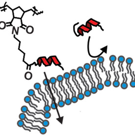 Brushing Up Peptides Boosts their Potential as Drugs