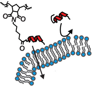 Image: peptide brush