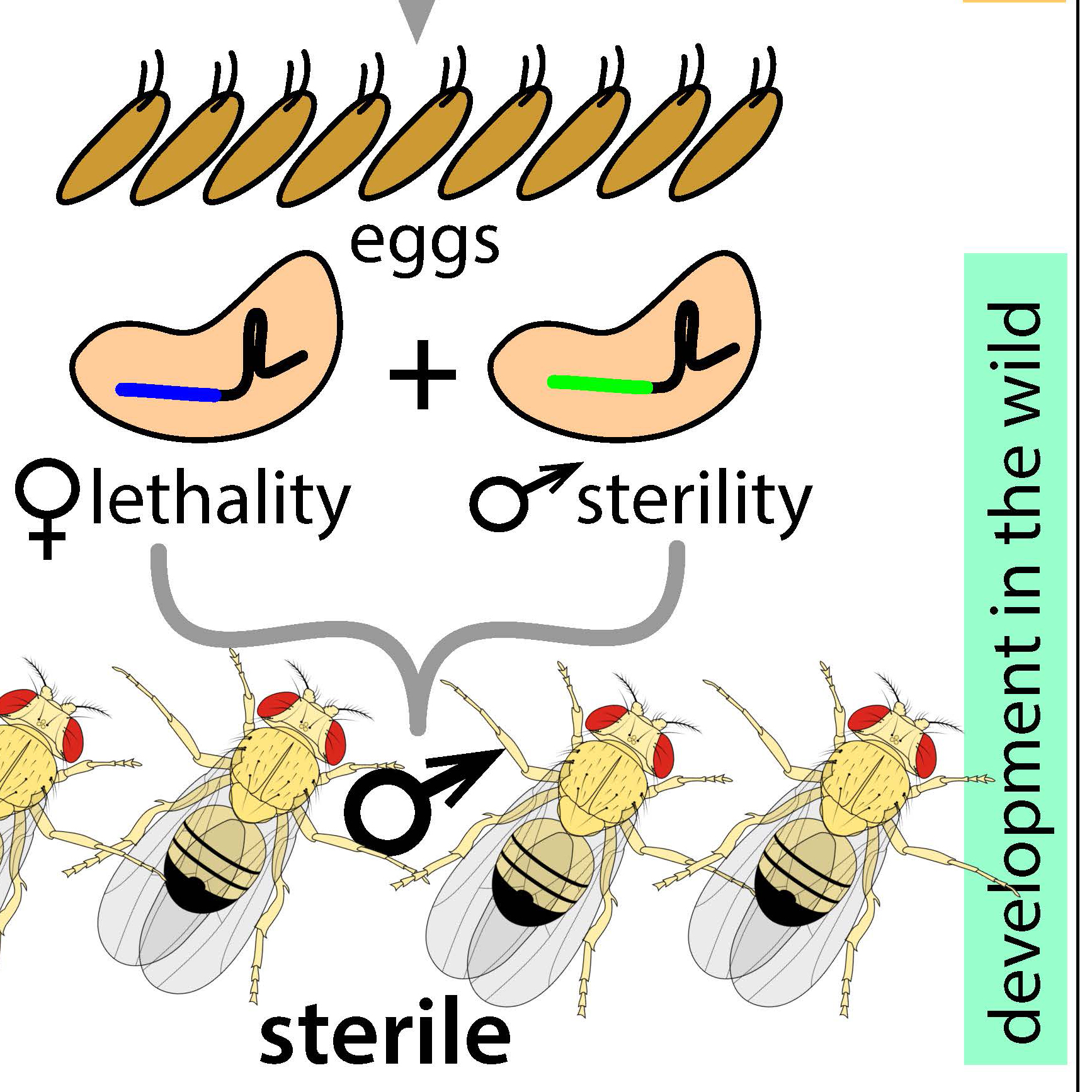 New CRISPR-based Technology Developed to Control Pests with Precision-guided Genetics